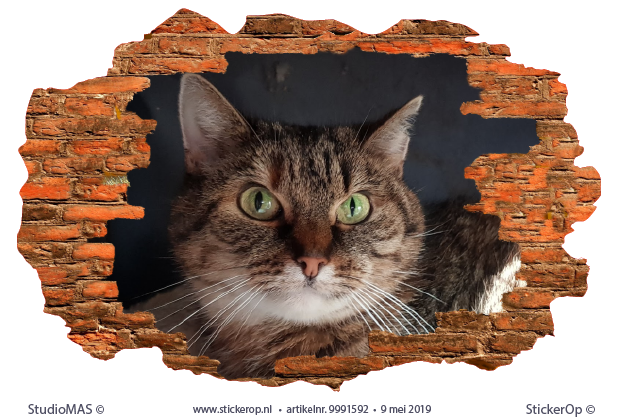 Muursticker van eigen foto - Sinie's kat van eigen foto - Sinies kat